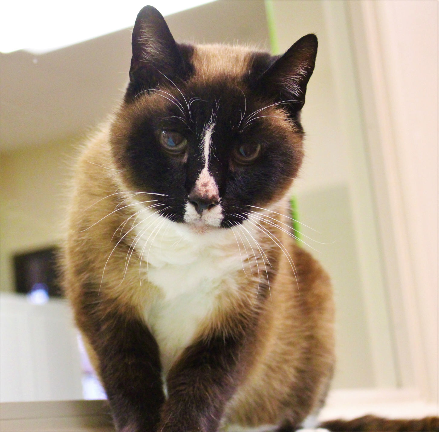 Simon